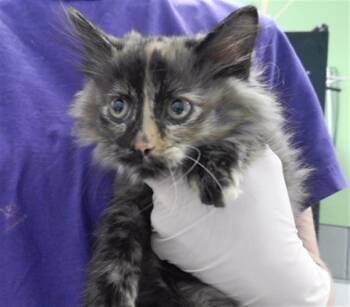 Rescue Domestic Medium Hair and Domestic Short Hair Cats for Adoption in Omaha, Nebraska - DAVEY | PetCurious