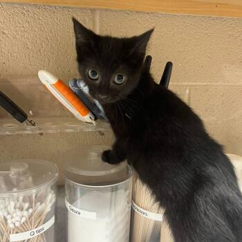 Moxie -  Domestic Short Hair Cat for Adoption in Lewisburg, West Virginia - Moxie | PetCurious