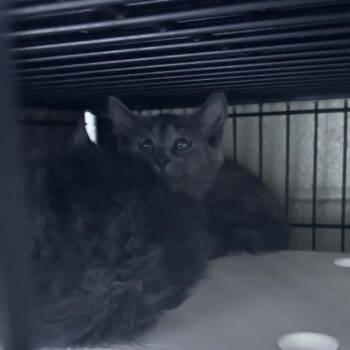 Marcus -  Domestic Long Hair Cat for Adoption in Columbus, North Carolina - Marcus | PetCurious