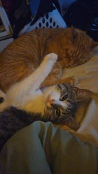 Rescue Domestic Short Hair Cats for Adoption in Monticello, Indiana - Clover | PetCurious