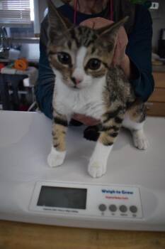 Domestic Short Hair Cats Available for Adoption - Pauly Dactyl (L543 K3) | PetCurious