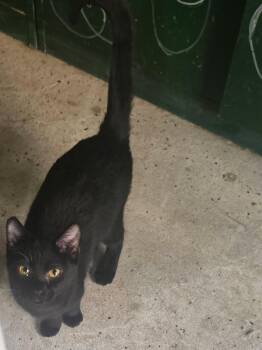 Rescue Domestic Short Hair Cats for Adoption in French Village, Missouri - Rain | PetCurious