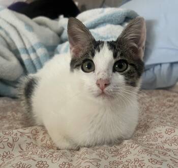 Patches -  Domestic Short Hair Cat for Adoption in Bryan, Texas - Patches | PetCurious