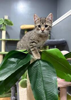 Whiskey -  Domestic Short Hair Cat Available for Adoption in North Babylon, New York - Whiskey | PetCurious