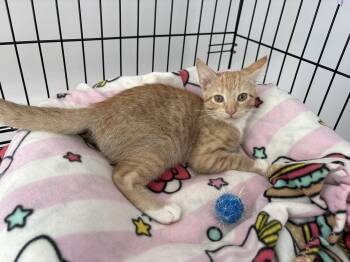 Kaju -  Domestic Short Hair Cat for Adoption in Seaford, New York - Kaju | PetCurious
