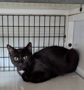 Rescue Domestic Short Hair Cats for Adoption in St. Augustine, Florida - Shadow | PetCurious