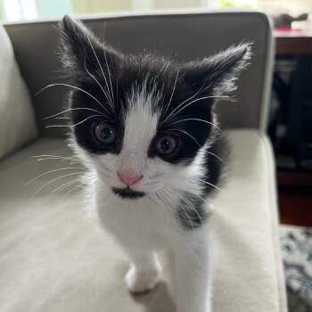 Pinky -  Domestic Short Hair Cat for Adoption in Silver Spring, Maryland - Pinky | PetCurious