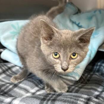 Smokey -  Domestic Short Hair Cat for Adoption in Windsor, Virginia - Smokey | PetCurious