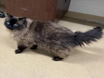 Ragdoll Cats Available for Adoption - POOKIE | PetCurious