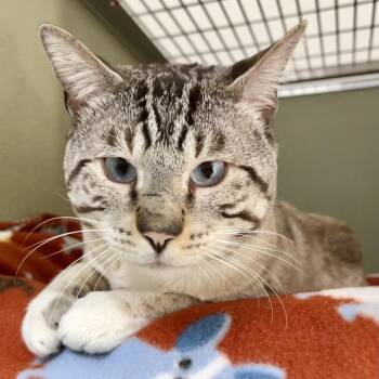 Siamese and Domestic Short Hair Cats Available for Adoption in Riverwoods, Illinois - Chefs Kiss | PetCurious