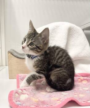 Leonardo - Riley Fuzzel Petsmart -  Domestic Short Hair Cat for Adoption in Spring, Texas - Leonardo - Riley Fuzzel Petsmart | PetCurious