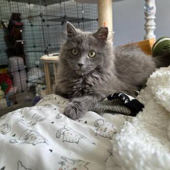 Rescue Domestic Long Hair Cats for Adoption in Ephrata, Pennsylvania - Azalea | PetCurious