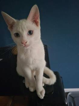 Domestic Short Hair Cats Available for Adoption in The Woodlands, Texas - Maxine | PetCurious