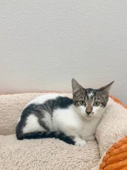 Leonard -  Tabby Cat for Adoption in Newberg, Oregon - Leonard | PetCurious