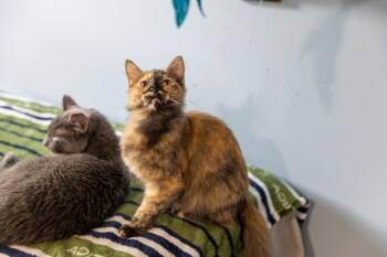 Rescue Siberian Cats for Adoption in Chicago, Illinois - Charlotte | PetCurious