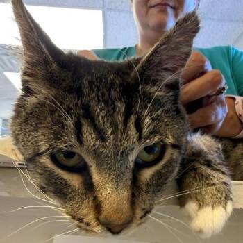 Regis -  Domestic Short Hair Cat for Adoption in Las Vegas, Nevada - Regis | PetCurious