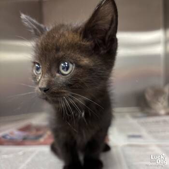Todd -  Domestic Short Hair Cat for Adoption in Washington, District Of Columbia - Todd | PetCurious