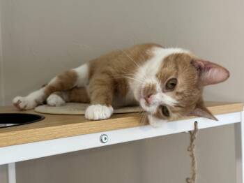 American Shorthair Cats Available for Adoption - Merida | PetCurious