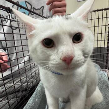 Loki -  Domestic Short Hair Cat for Adoption in Chicago, Illinois - Loki | PetCurious