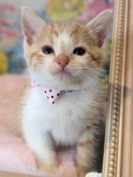 Quinoa -  Tabby and Domestic Short Hair Cat for Adoption in Fremont, California - Quinoa | PetCurious