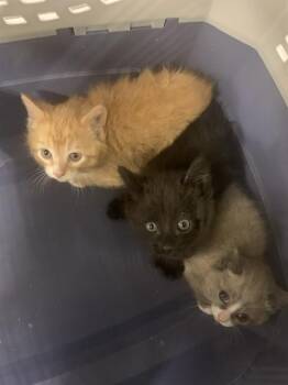ZIGZAG -  Domestic Short Hair Cat for Adoption in Casper, Wyoming - ZIGZAG | PetCurious