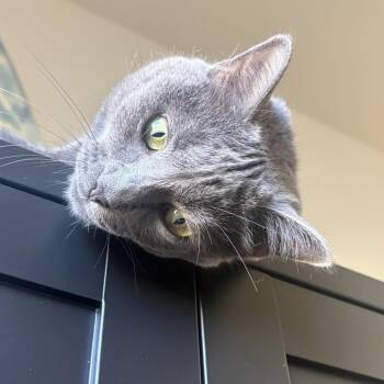 Meow Meow -  Domestic Short Hair and Russian Blue Cat for Adoption in West Palm Beach, Florida - Meow Meow | PetCurious