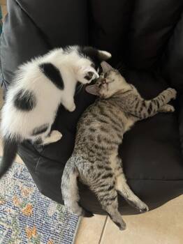 Rescue Domestic Short Hair Cats for Adoption in Brandon, Florida - Stormy | PetCurious