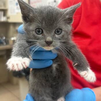 Domestic Short Hair Cats Available for Adoption in Birmingham, Alabama - Edith | PetCurious