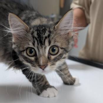 Sam -  Domestic Short Hair Cat for Adoption in Canton, Illinois - Sam | PetCurious