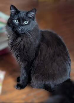 Ozzy -  Maine Coon and Domestic Long Hair Cat for Adoption in Hamilton, Ontario - Ozzy | PetCurious