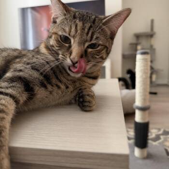 tabatha -  American Shorthair Cat for Adoption in North Myrtle Beach, South Carolina - Tabatha | PetCurious