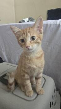 Nacho -  Domestic Short Hair and Tabby Cat for Adoption in Dallas, Texas - Nacho | PetCurious