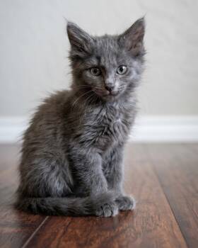MoonShadow (Nebelung Mix) -  Nebelung and Domestic Long Hair Cat for Adoption in Allen, Texas - MoonShadow (Nebelung Mix) | PetCurious