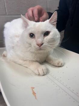 Energizer -  Domestic Short Hair Cat for Adoption in New Cumberland, West Virginia - Energizer | PetCurious