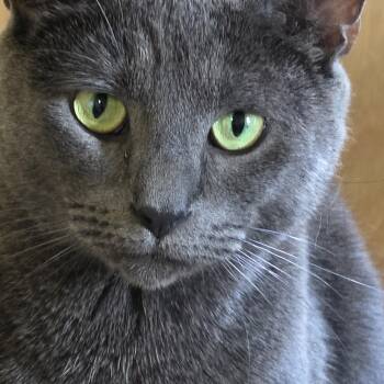 Smokey -  Russian Blue Cat for Adoption in Boca Raton, Florida - Smokey | PetCurious
