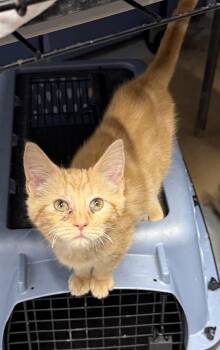 Fred -  Domestic Short Hair Cat for Adoption in Elkins, West Virginia - Fred | PetCurious