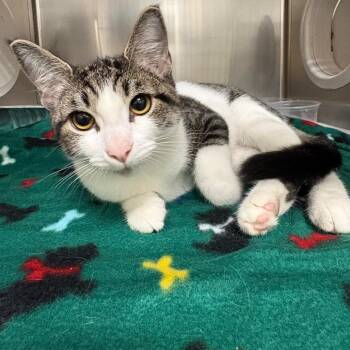 Esmeralda -  Domestic Short Hair Cat for Adoption in Milton, Florida - Esmeralda | PetCurious