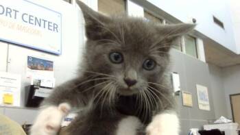 MITTENS -  Domestic Long Hair Cat for Adoption in Dallas, Texas - MITTENS | PetCurious