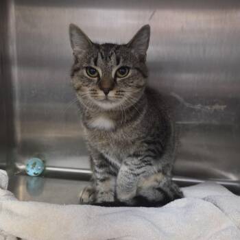 Pansy -  Domestic Short Hair Cat for Adoption in Old Bridge, New Jersey - Pansy | PetCurious