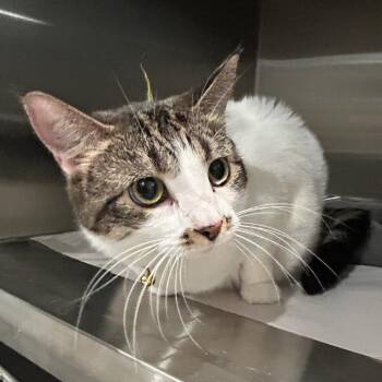 Ally -  Domestic Short Hair Cat for Adoption in Carlyle, Illinois - Ally | PetCurious