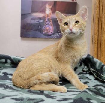Rescue Domestic Short Hair Cats for Adoption in Portage, Wisconsin - Peaches | PetCurious
