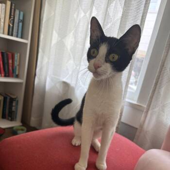 Noodle -  Domestic Short Hair Cat for Adoption in Houston, Texas - Noodle | PetCurious
