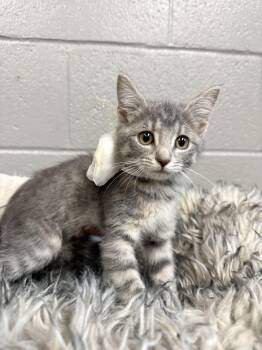 Snuggly Brooklyn -  Tabby and Domestic Short Hair Cat for Adoption in Burlington, North Carolina - Snuggly Brooklyn | PetCurious