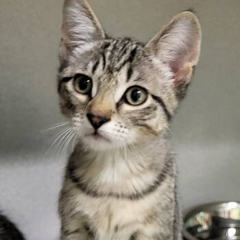 Fuego -  Domestic Short Hair Cat for Adoption in Grayslake, Illinois - Fuego | PetCurious