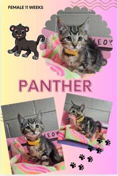 Panther -  Domestic Short Hair Cat for Adoption in Blountville, Tennessee - Panther | PetCurious