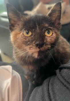 Lollygag -  Domestic Short Hair Cat for Adoption in Sioux City, Iowa - Lollygag | PetCurious