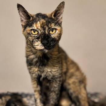 Birdie -  Domestic Short Hair Cat for Adoption in Bountiful, Utah - Birdie | PetCurious