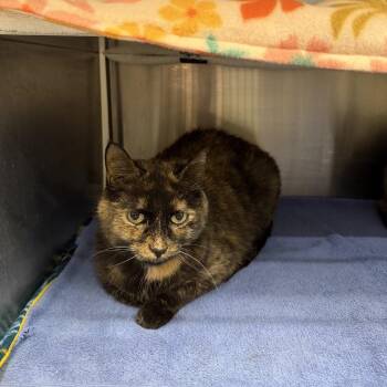 Domestic Short Hair Cats Available for Adoption - Raven | PetCurious