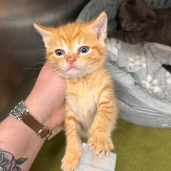 Isla -  Domestic Short Hair Cat for Adoption in Gloucester, Virginia - Isla | PetCurious