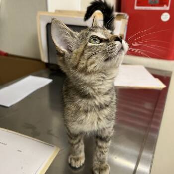 Rescue Domestic Short Hair Cats for Adoption in Pekin, Illinois - Rome | PetCurious